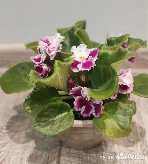 Сортовые фиалки