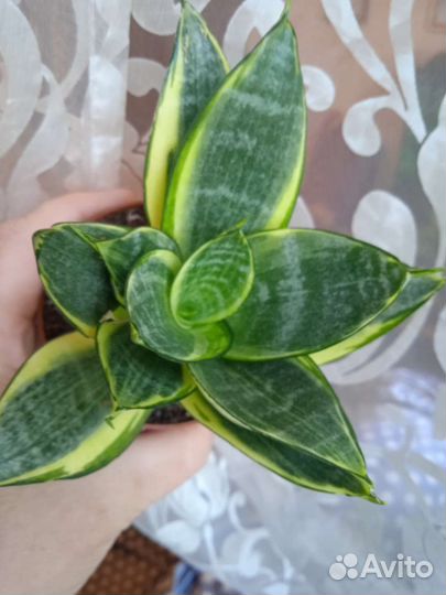 Сансевиерия муншайн