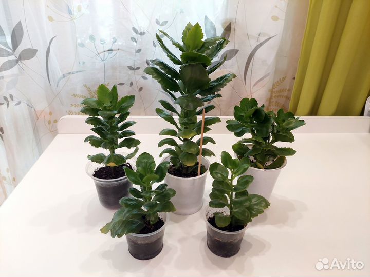 Цветущий каланхоэ Каландива отдам за шоколадку