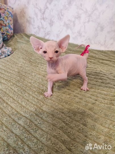 Котята сфинкс