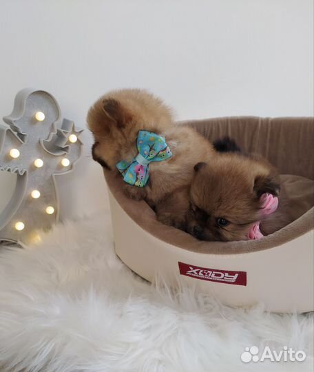 Щенки шпица