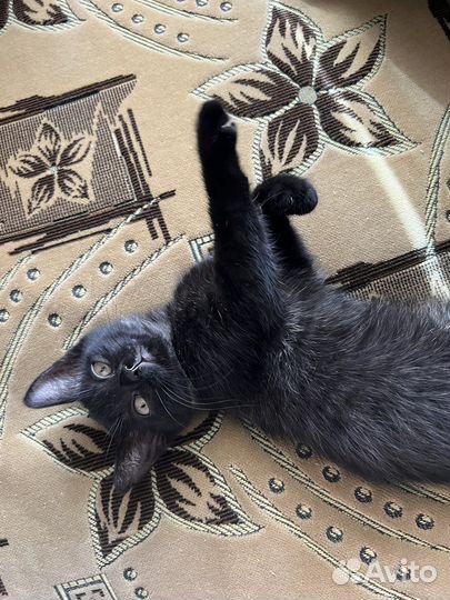 Котенок девочка в добрые руки