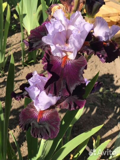 Ирисы бородатые сортовые