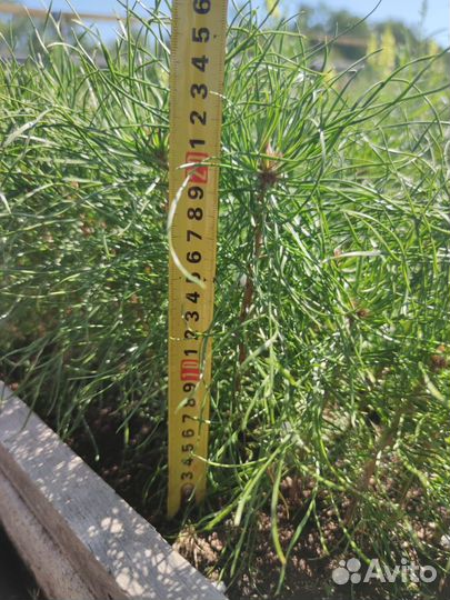 Саженцы ели европейской зкс от производителя