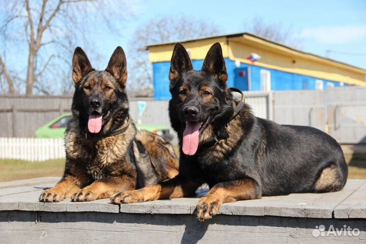 Овчарки с фермы-крепкие вольерные щенки подростки