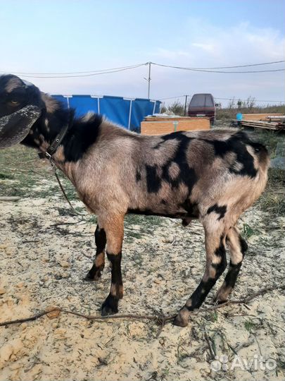 Англо-нубийская дойная коза, Англо нубийский козел