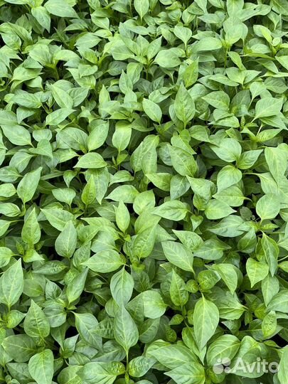 Рассада острого перца