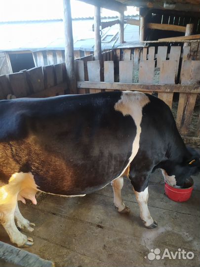 Коровы телята