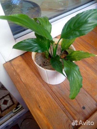 Спатифиллум