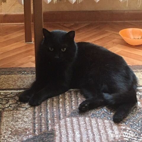 Кошка стерилизованная