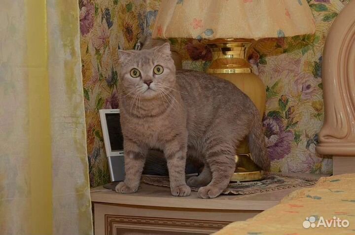 Фанта, 2 года, стерилизована и привита