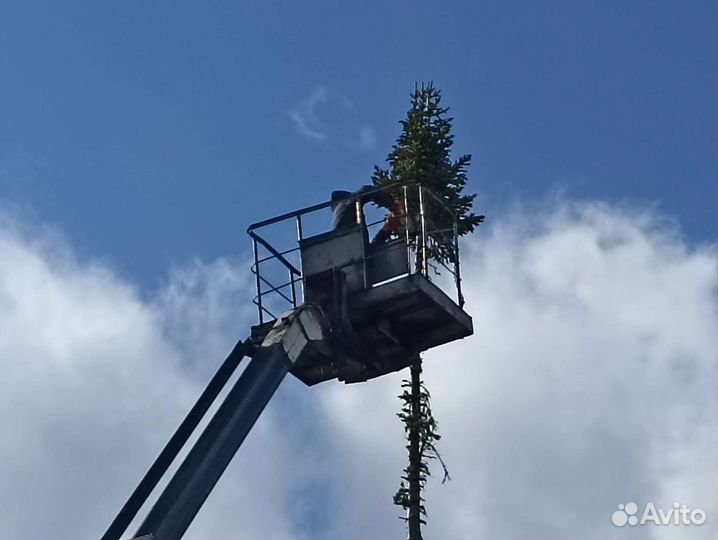 Уборка деревьев