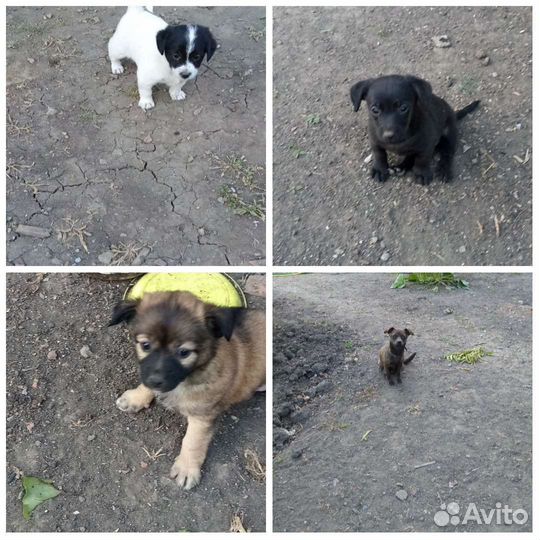 Маленькие собачки в добрые руки