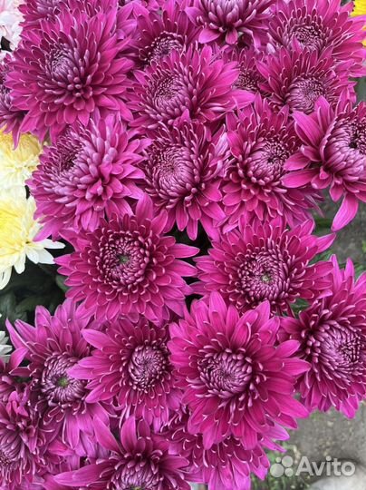 Хризантема