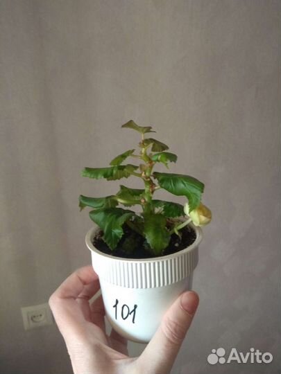 Бегония элатиор