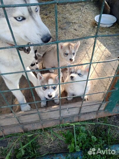 Щенки хаски