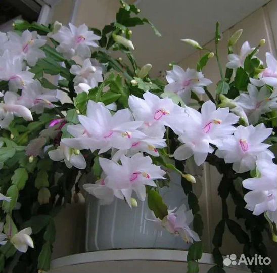 Декабрист,шлюмбергера