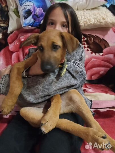 Щенок девочка в добрые руки бесплатно