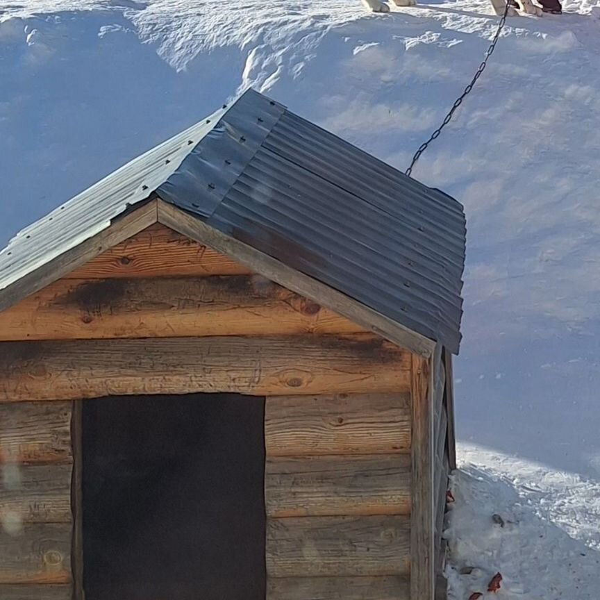 Собака в добрые руки отдам бесплатно