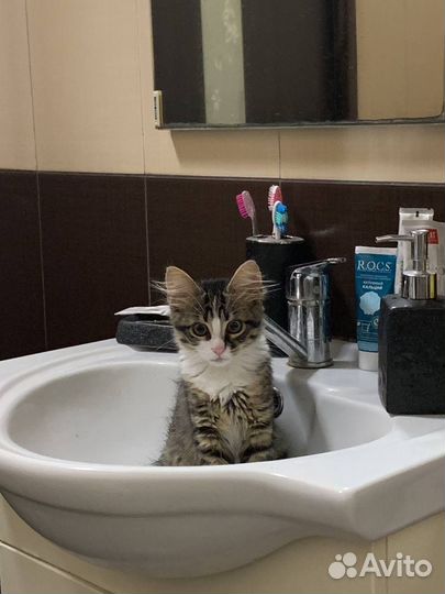 Кошка в дар бесплатно