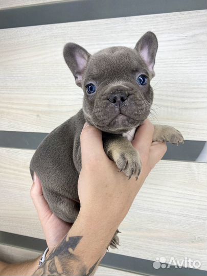 Французский бульдог голубой мальчик