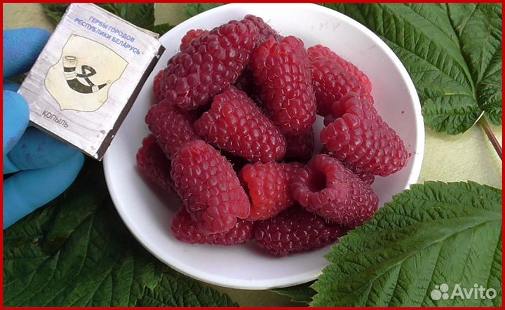 Саженцы малины