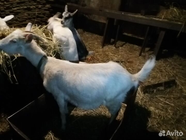 Коза с 2 козлятами