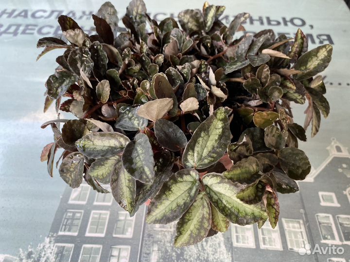 Пеллиония Даво