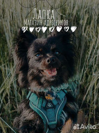 Адресник для собак