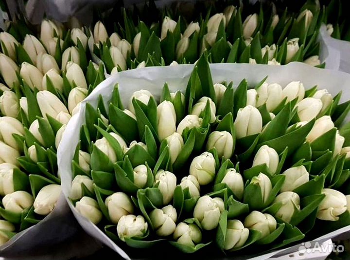 Тюльпаны оптом под заказ