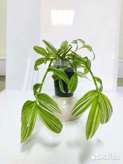 Традесканция