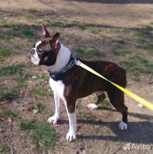 Кобель Бостон Терьер