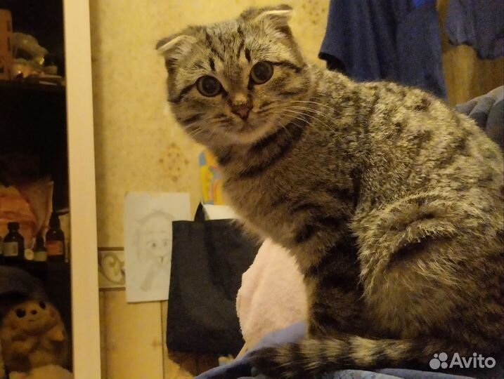 Отдаю котёнка В хорошие руки порода веслоухий