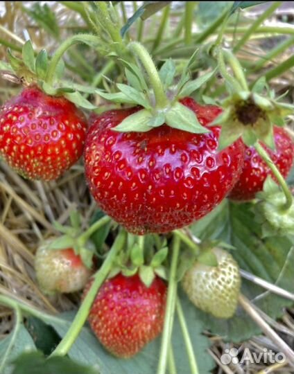 Клубника саженцы Гигант Джорнея зкс