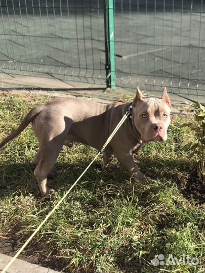 Американский булли покет