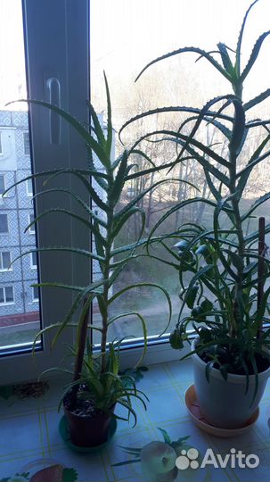 Цветы алое(столетник)