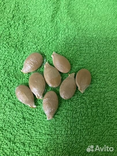 Семена тыквы