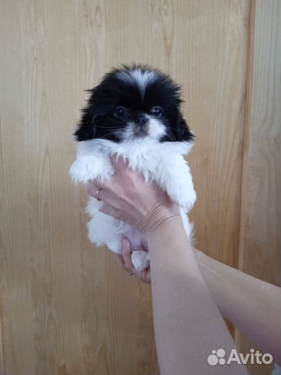 Щенки пекинеса