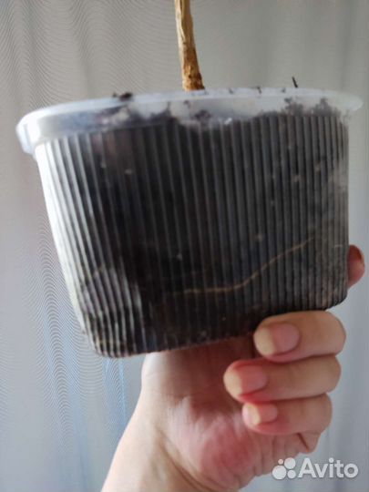 Пятиолярис