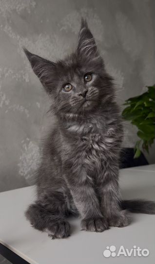 Мейн-кун голубой дым котик