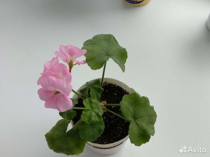 Герани, пеларгония (красная, розовая)