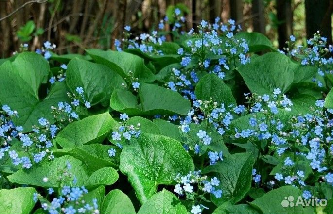 Спирея, Лапчатка, Бруннера и Ландыши