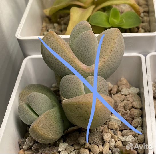 Dinteranthus microspermus