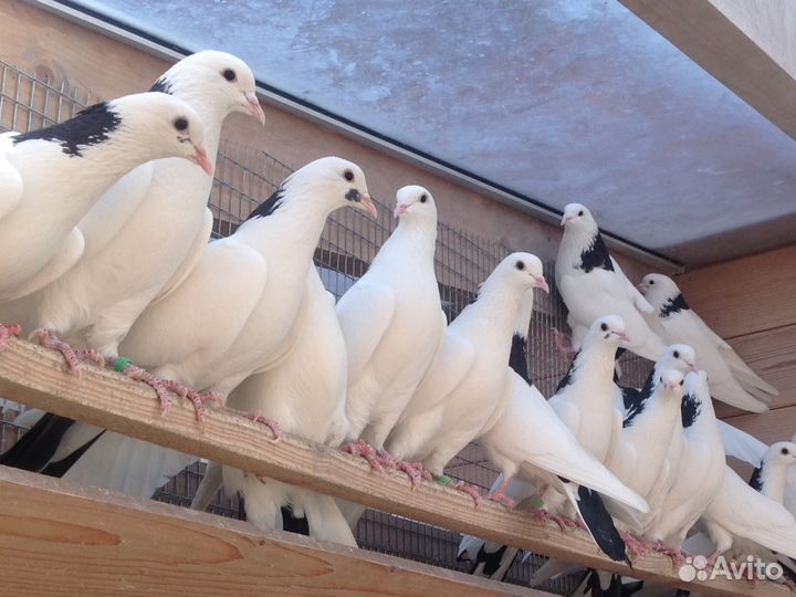 Голуби бойные из Армении