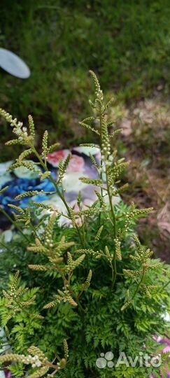 Волжанка кокорышелистная