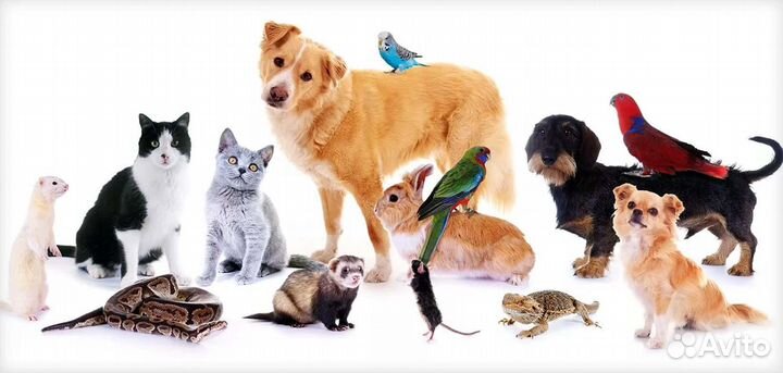 Передержка животных