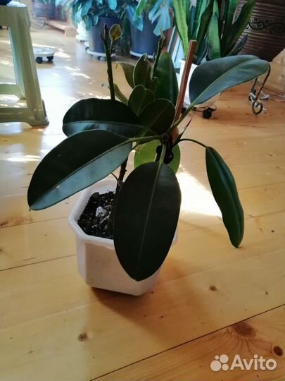 Фикус Бенгальский Андре