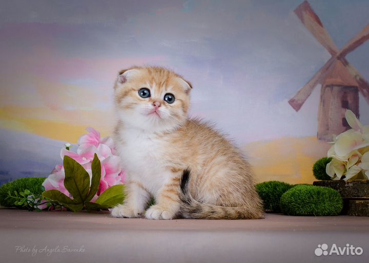 Шотландское золото