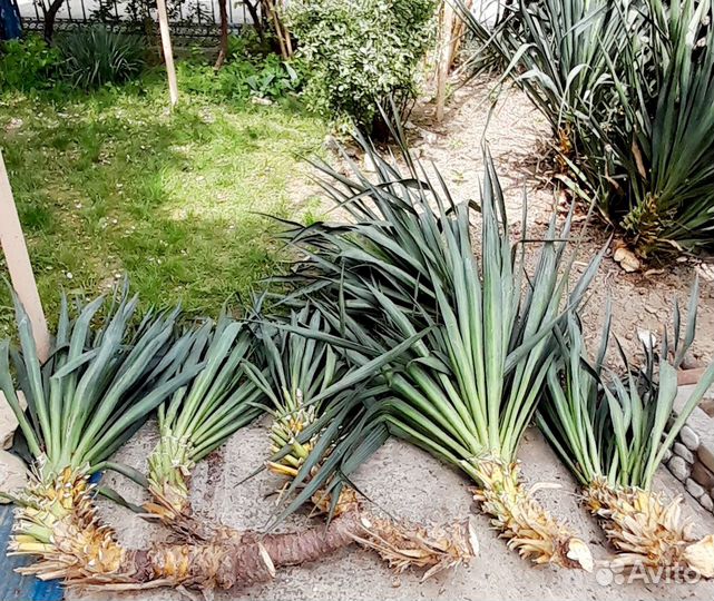 Юкка для посадки