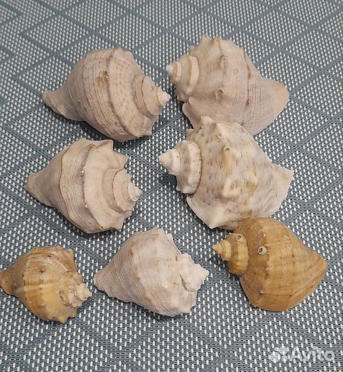 Ракушки морские, набор